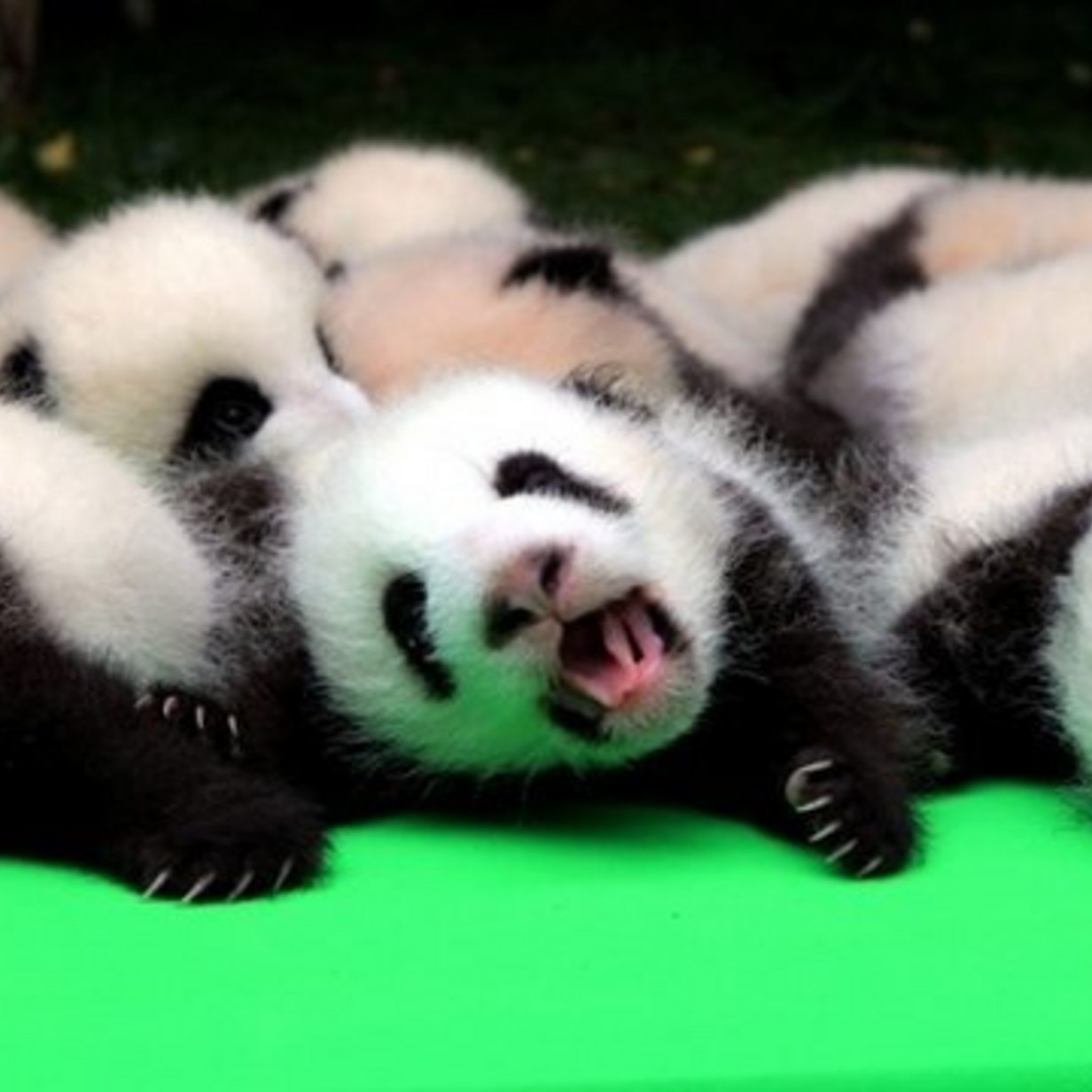 Панда сколько детенышей. Маленькие панды. Панда с детёнышем. Панды с малышом. Большая Панда с детенышем.