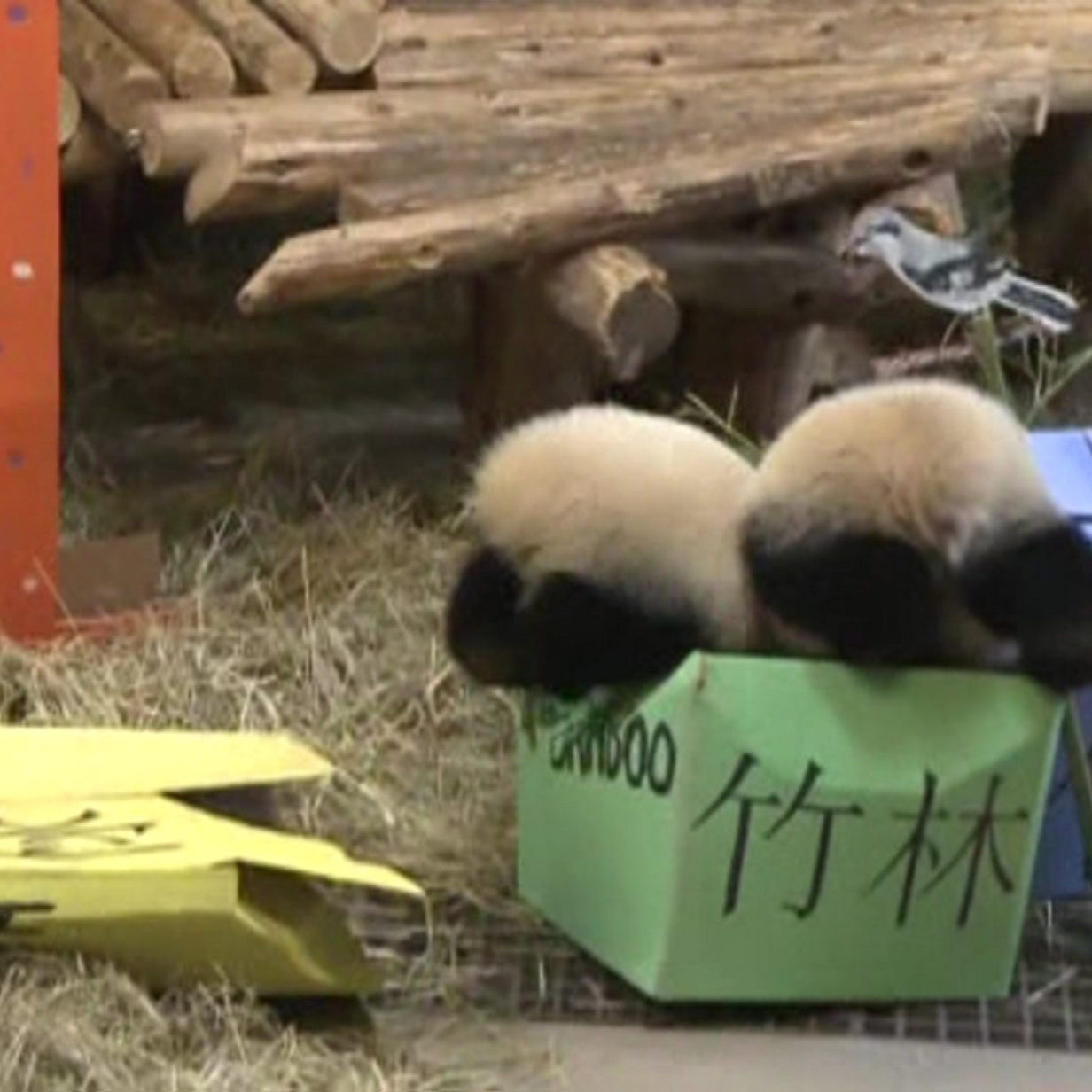 a-day-in-the-life-of-a-panda-nanny-bbc-news