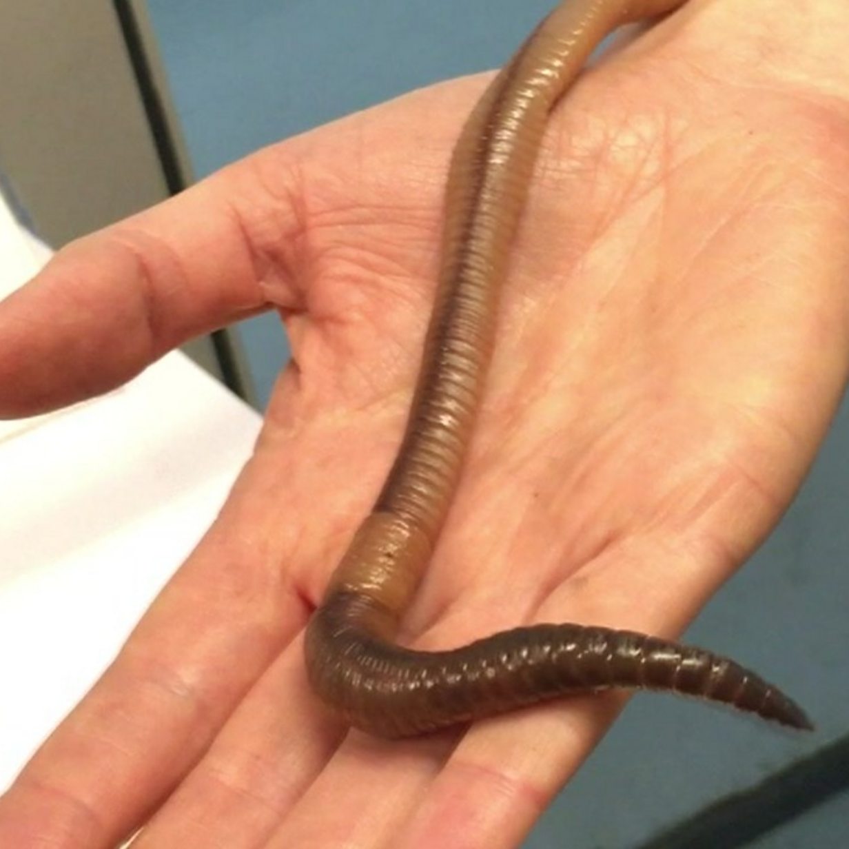 Giant Earthworm Is A Record Breaker Bbc News