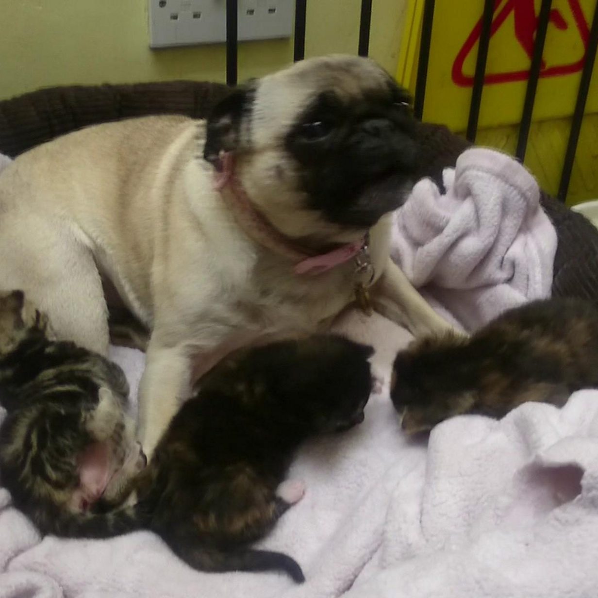 pug with long tongue