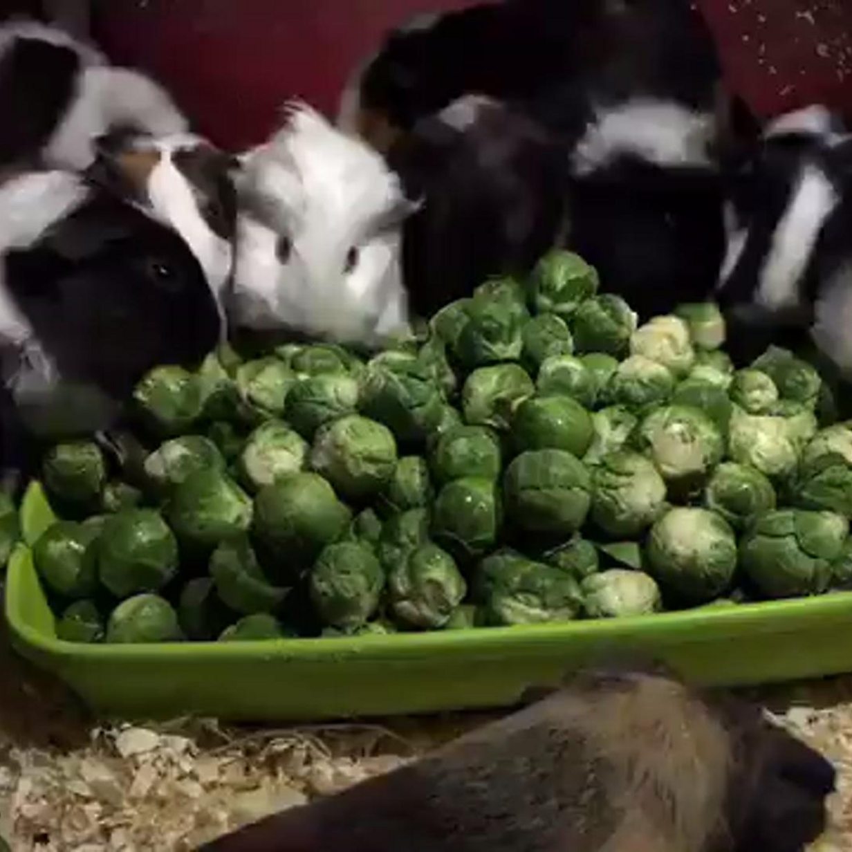 Guinea pigs store eating brussel sprouts