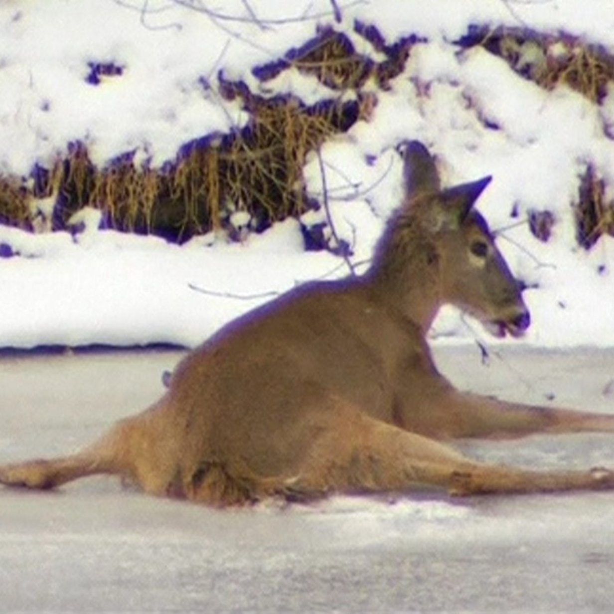 Bambi On Ice Deer Rescued From Frozen Lake In Oregon Bbc News bambi on ice deer rescued from frozen