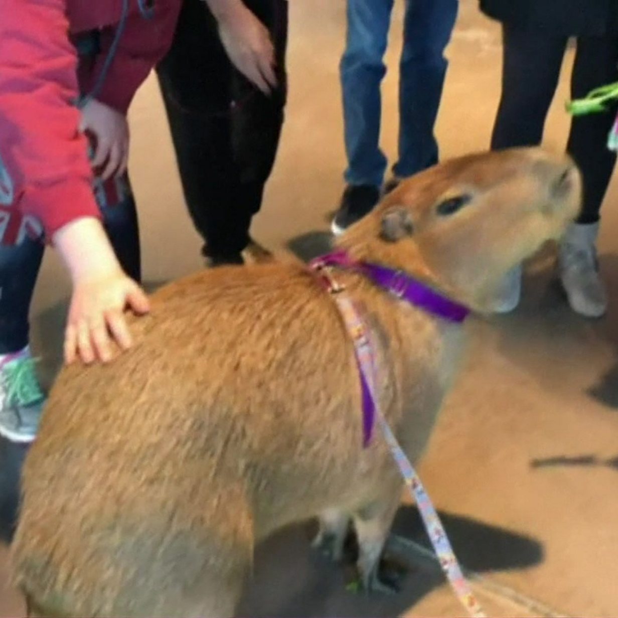 exotic therapy animals