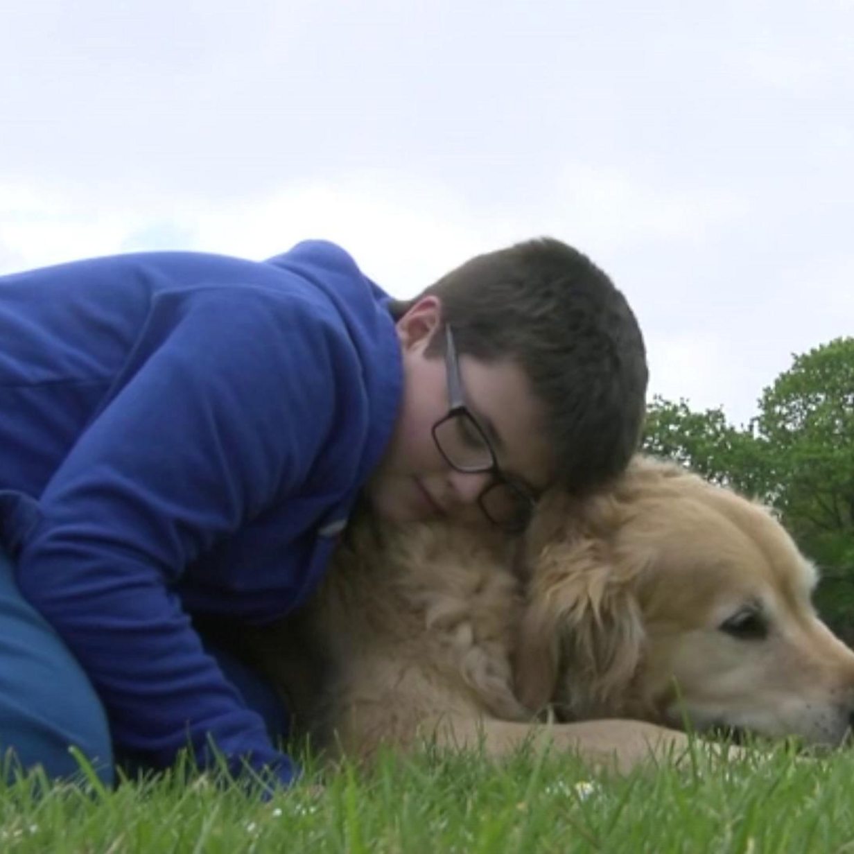 Jake The Diamond Dog Is The Cutest Baseball Star You've Probably Never  Heard Of, Pets