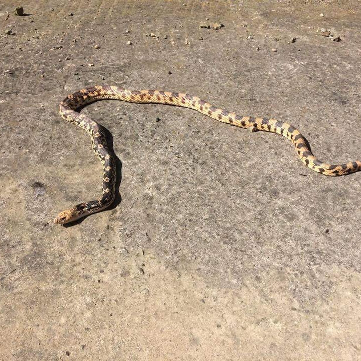Spotted: 6ft pet snake on the loose in Pembrokeshire - BBC News