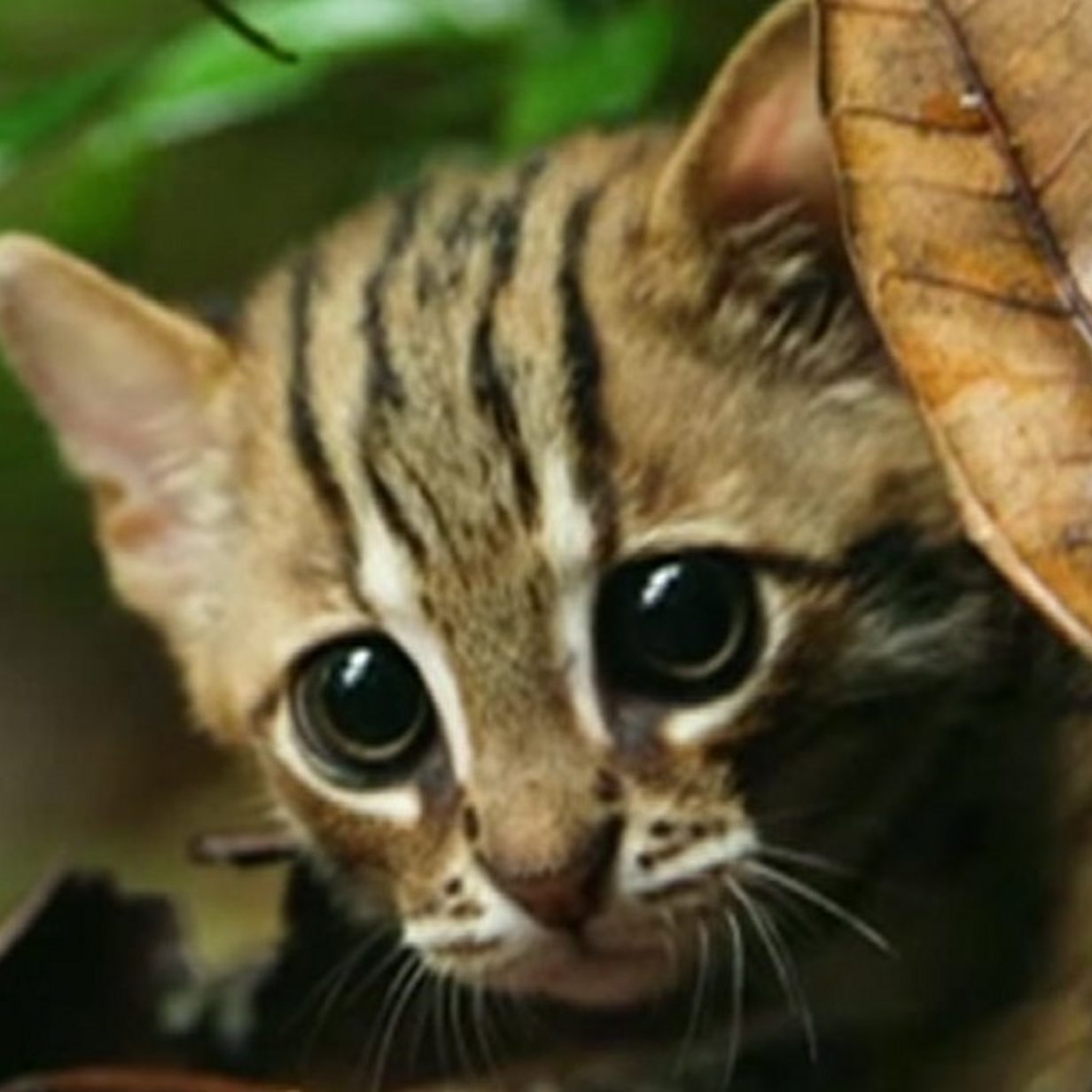 Smallest Cat In World Footage Of Rare Animal Bbc News
