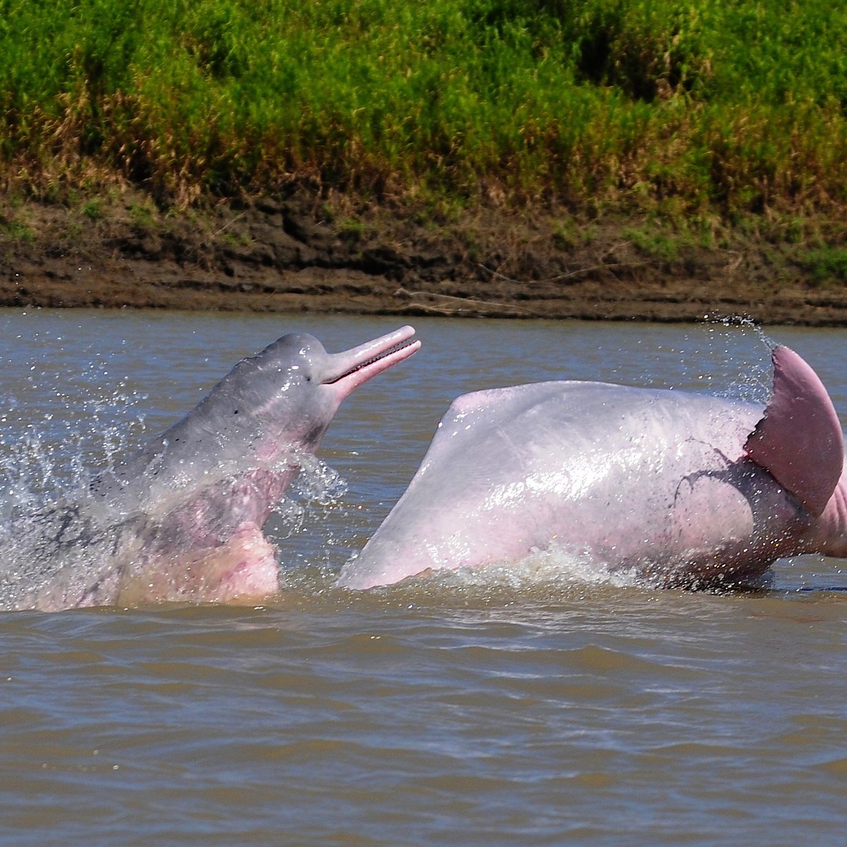 Dangerous Dolphins 