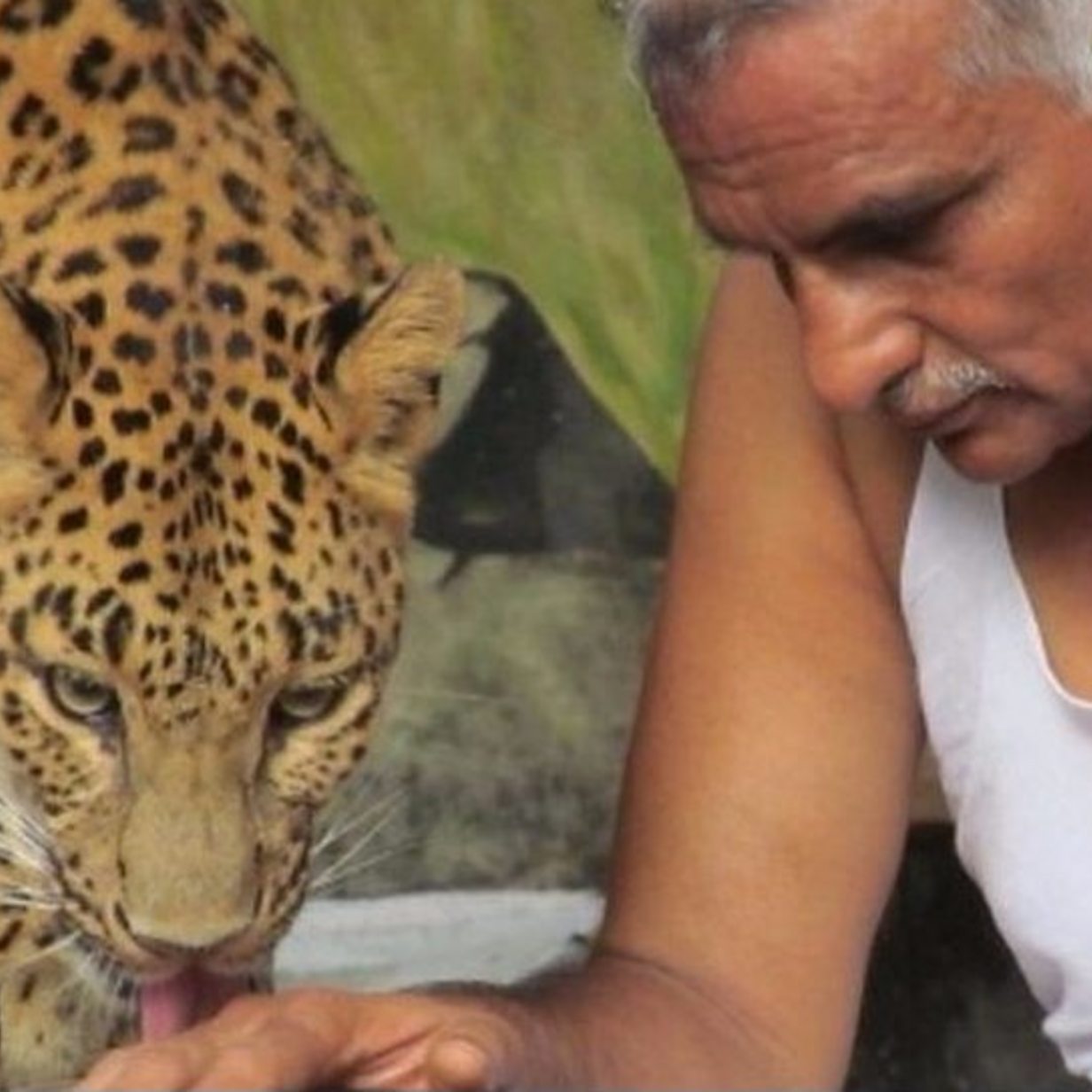 The Indian man who shares his house with leopards and bears - BBC News