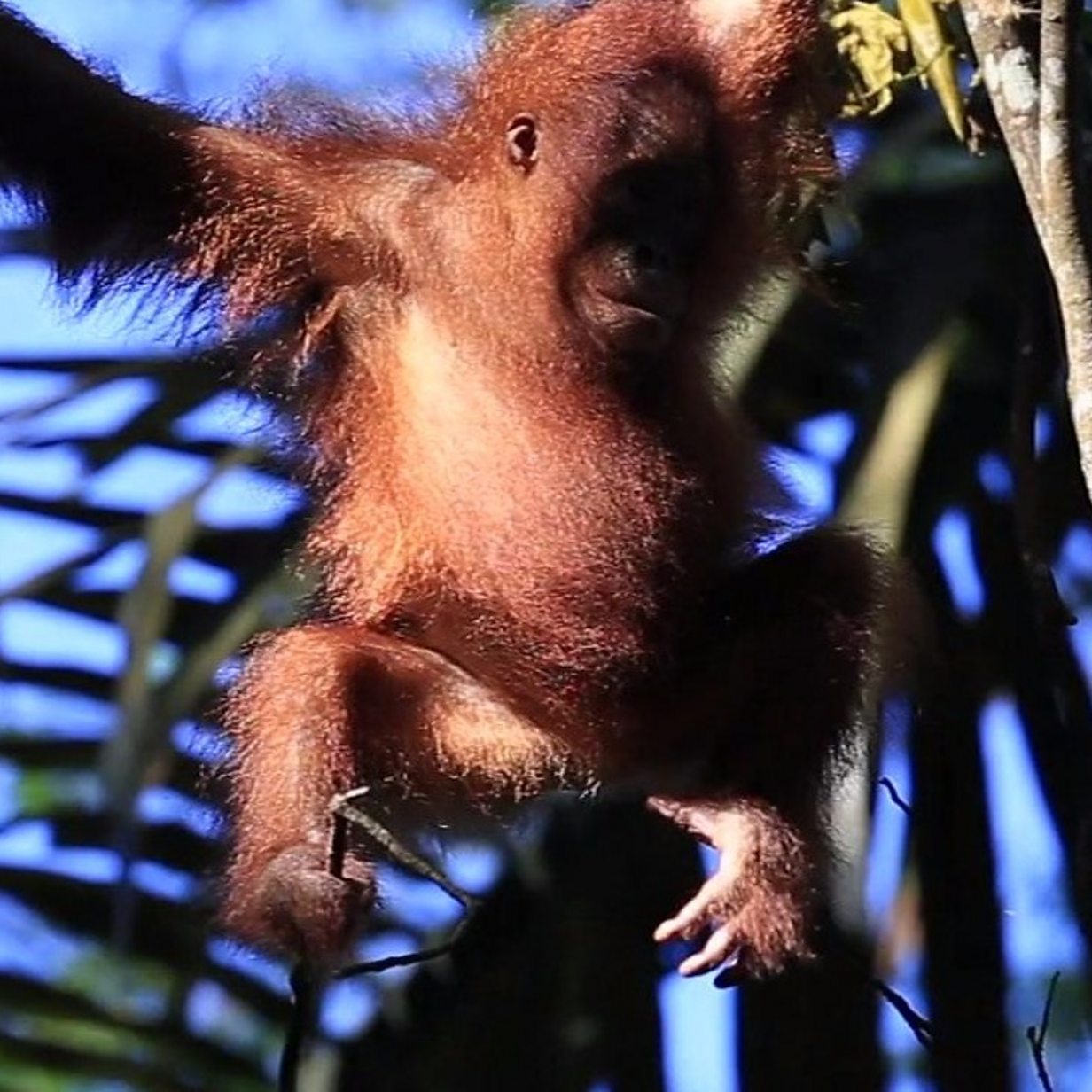 NEW ARRIVAL SPOTTED CLINGING TO SAYANG - Borneo Orangutan Survival