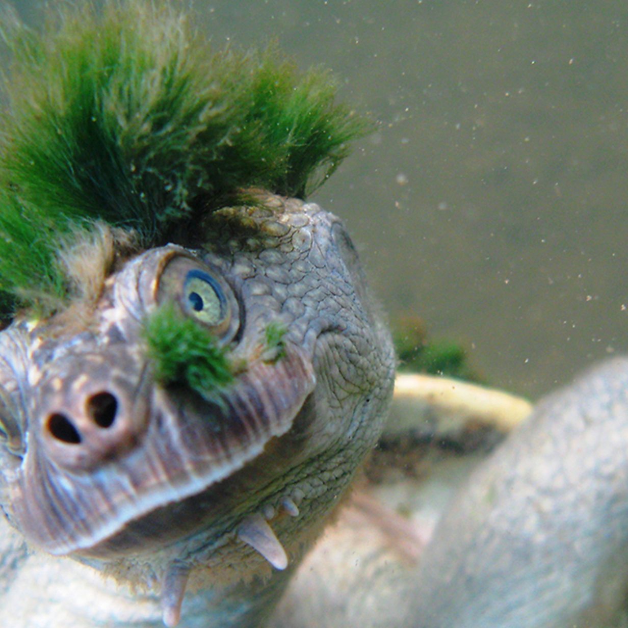 Mary River Turtle