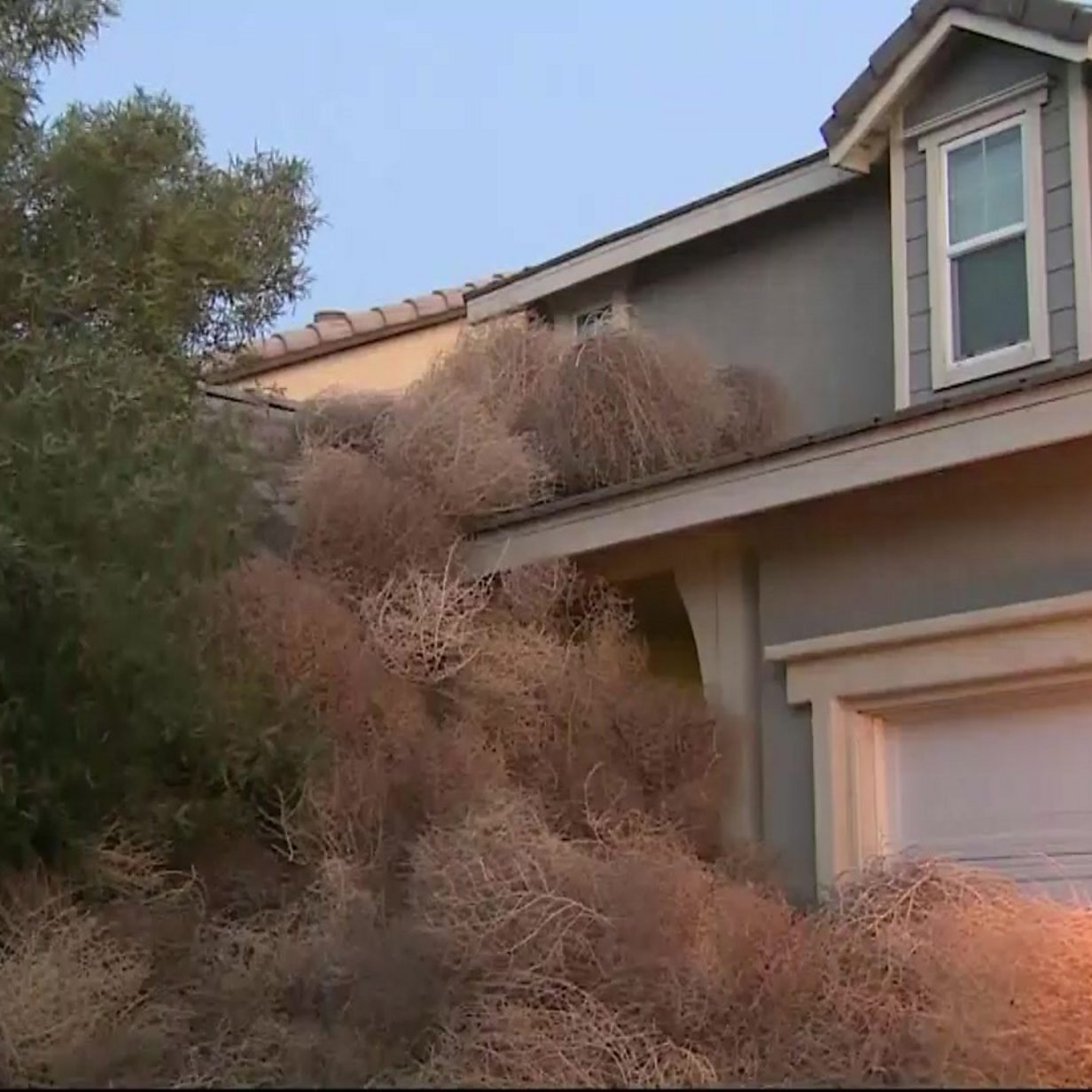 Large tumbleweeds sweep through neighborhood, cover houses