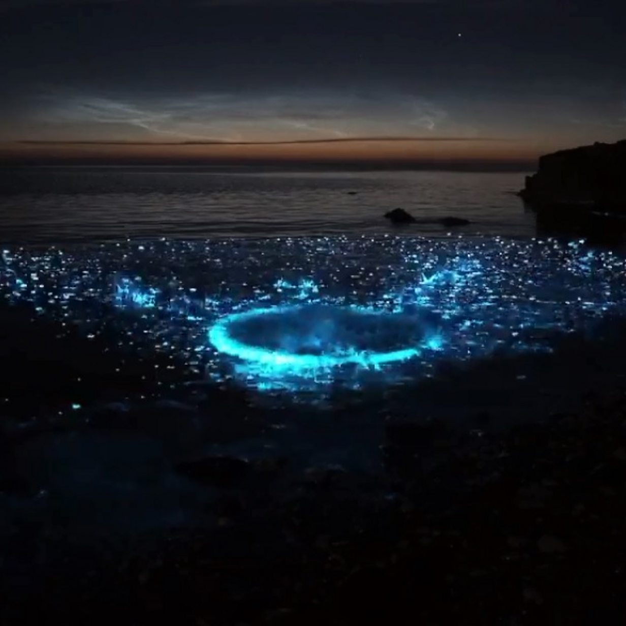 What Glows In The Ocean