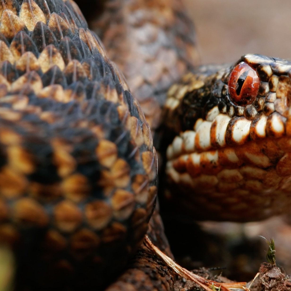 All you need to know about snakes this summer - BBC News