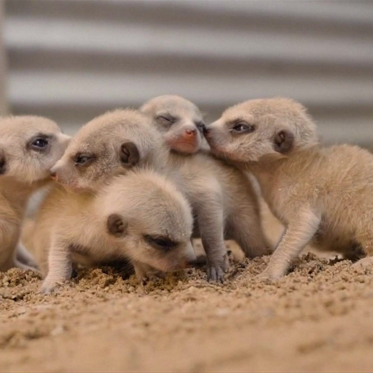 Fox Cubs Bounce On Trampoline In Cardiff Garden Bbc News