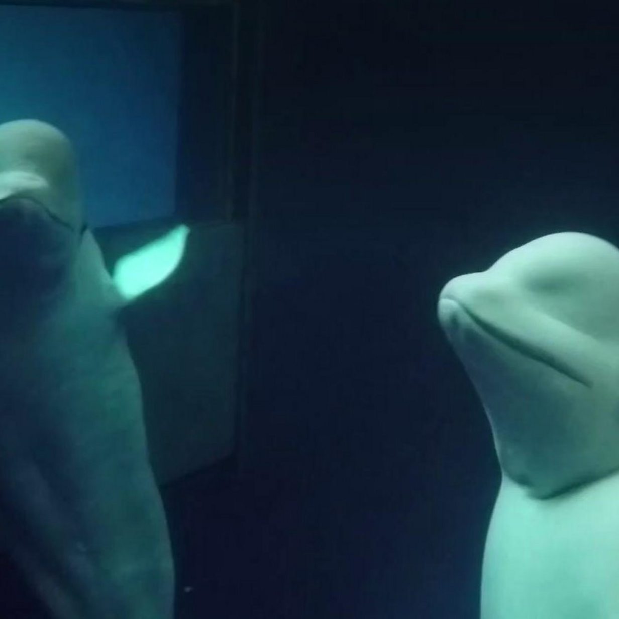 First 'retirement home' for showbiz beluga whales