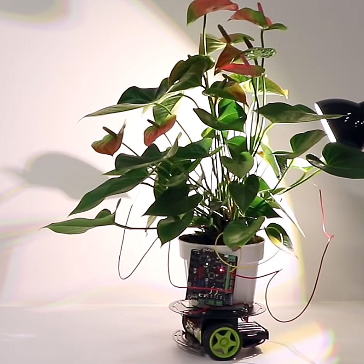 Cyber-plant drives towards light - and other tech news