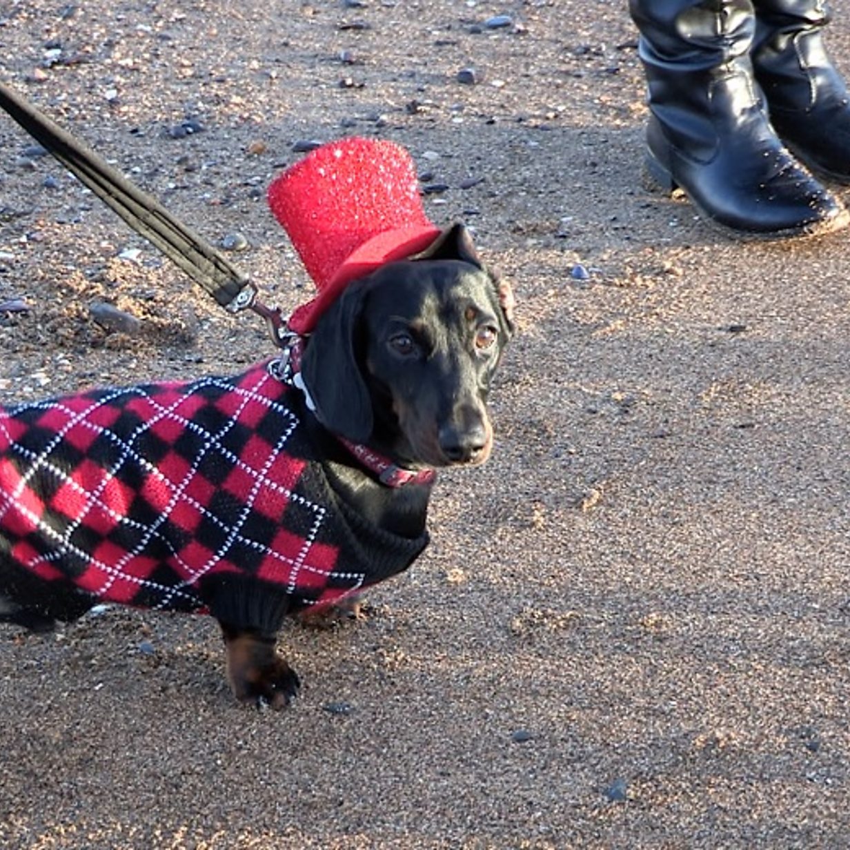 Beach party held for 400 sausage dogs