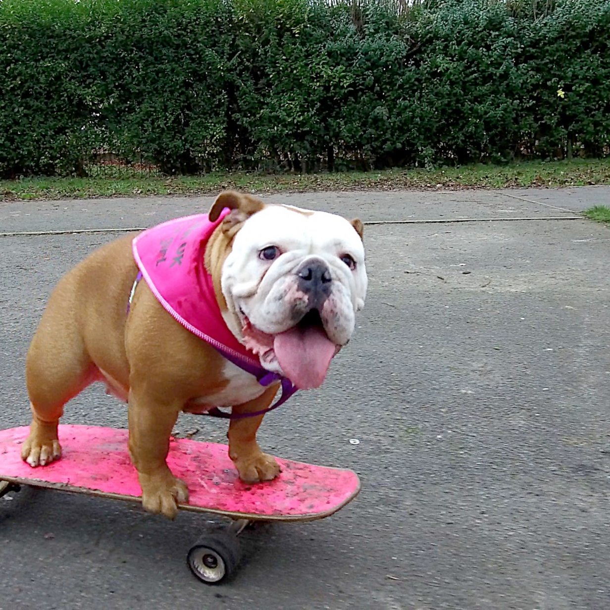 uitdrukken technisch Hallo Kiko the English bulldog who loves to skateboard - BBC News