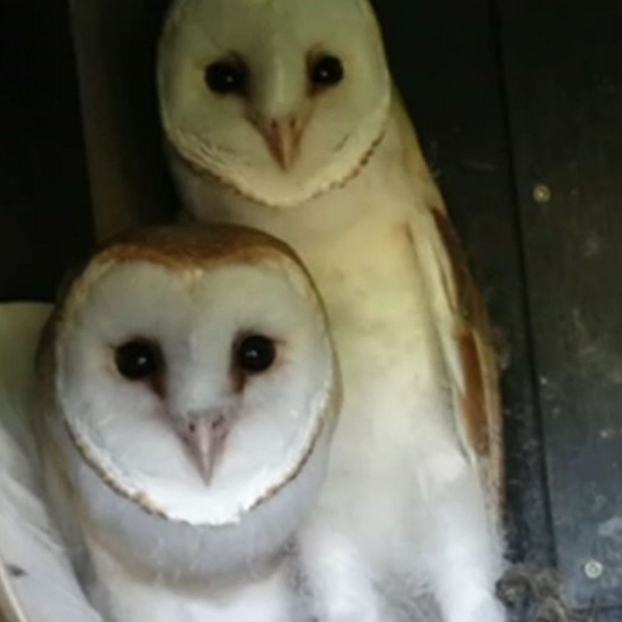 Nesting Boxes Boost Staffordshire Barn Owl Population Bbc News