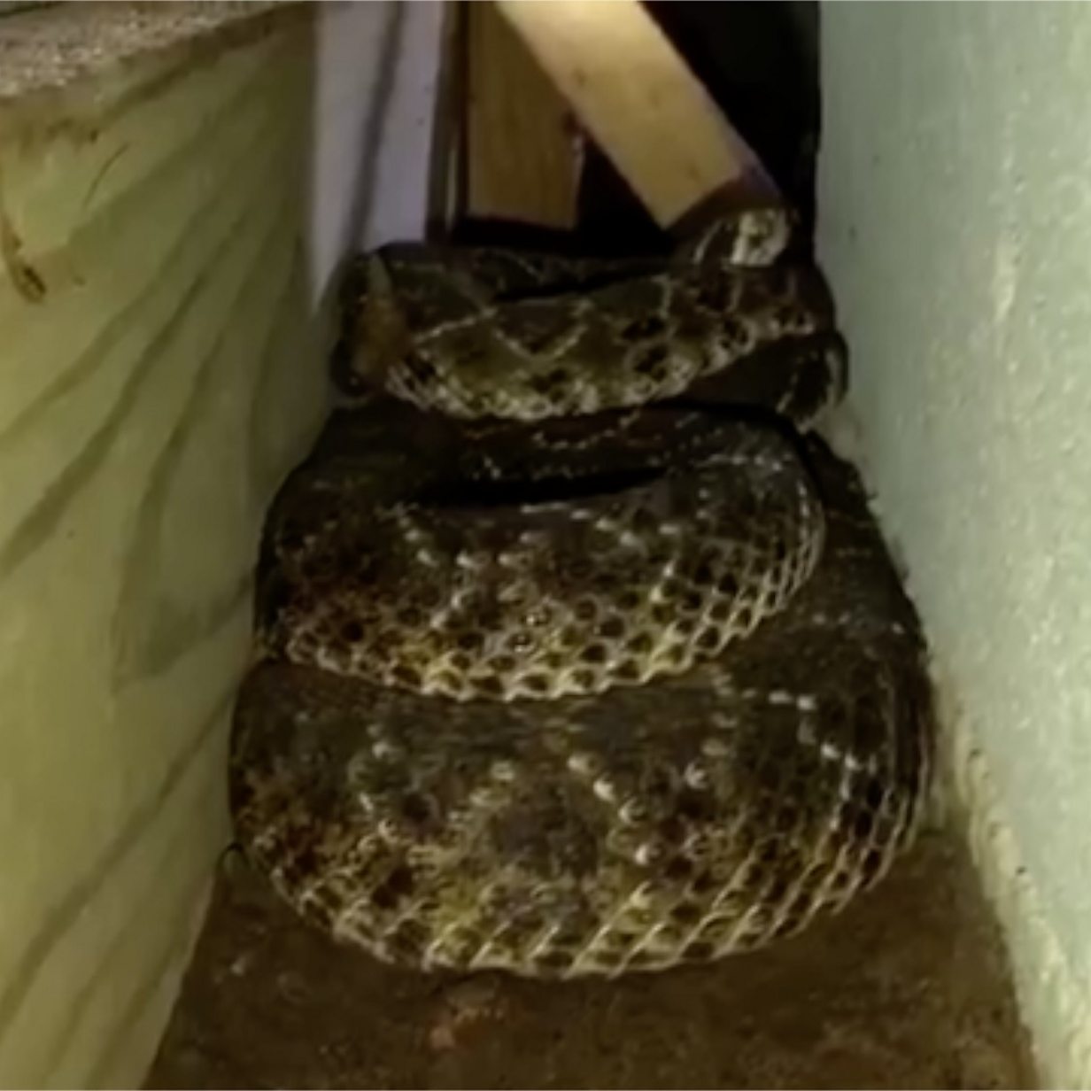 Forty-five rattlesnakes found under Texas house - BBC News