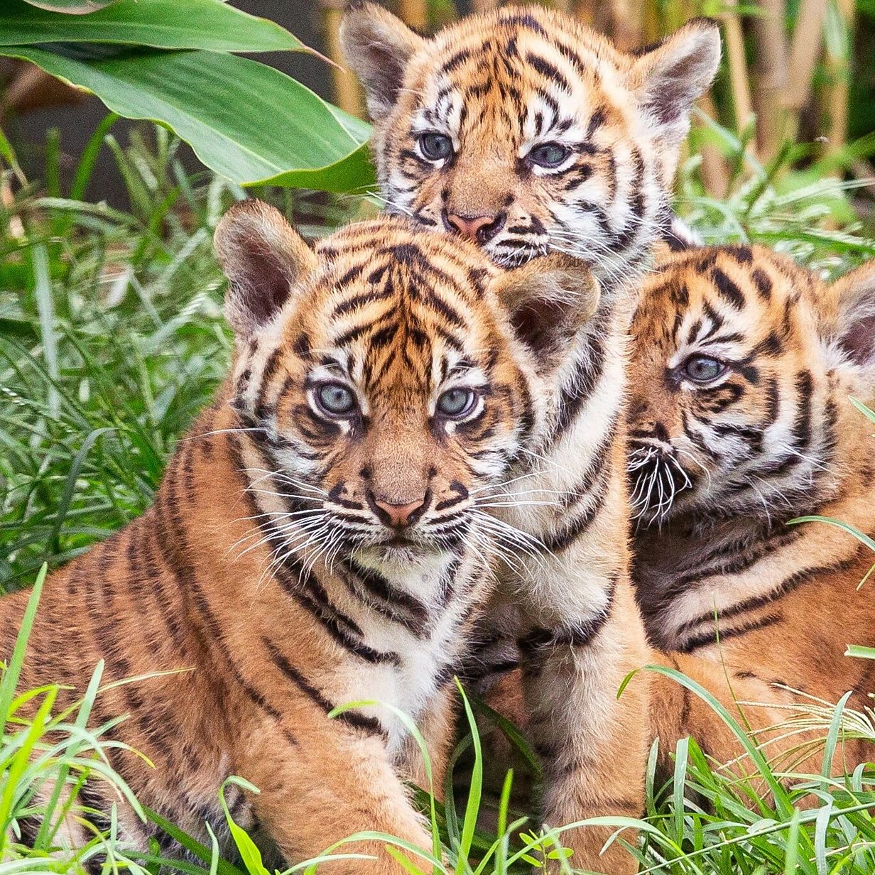 Bengal Tiger Cubs Images Bengal Tiger Cubs Images