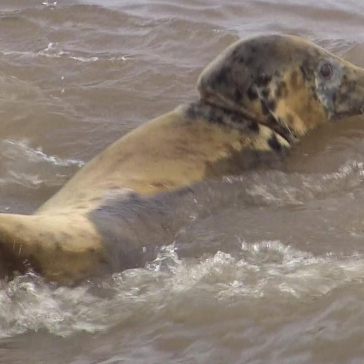 Charity asks people in Jersey to not disturb seal - BBC News