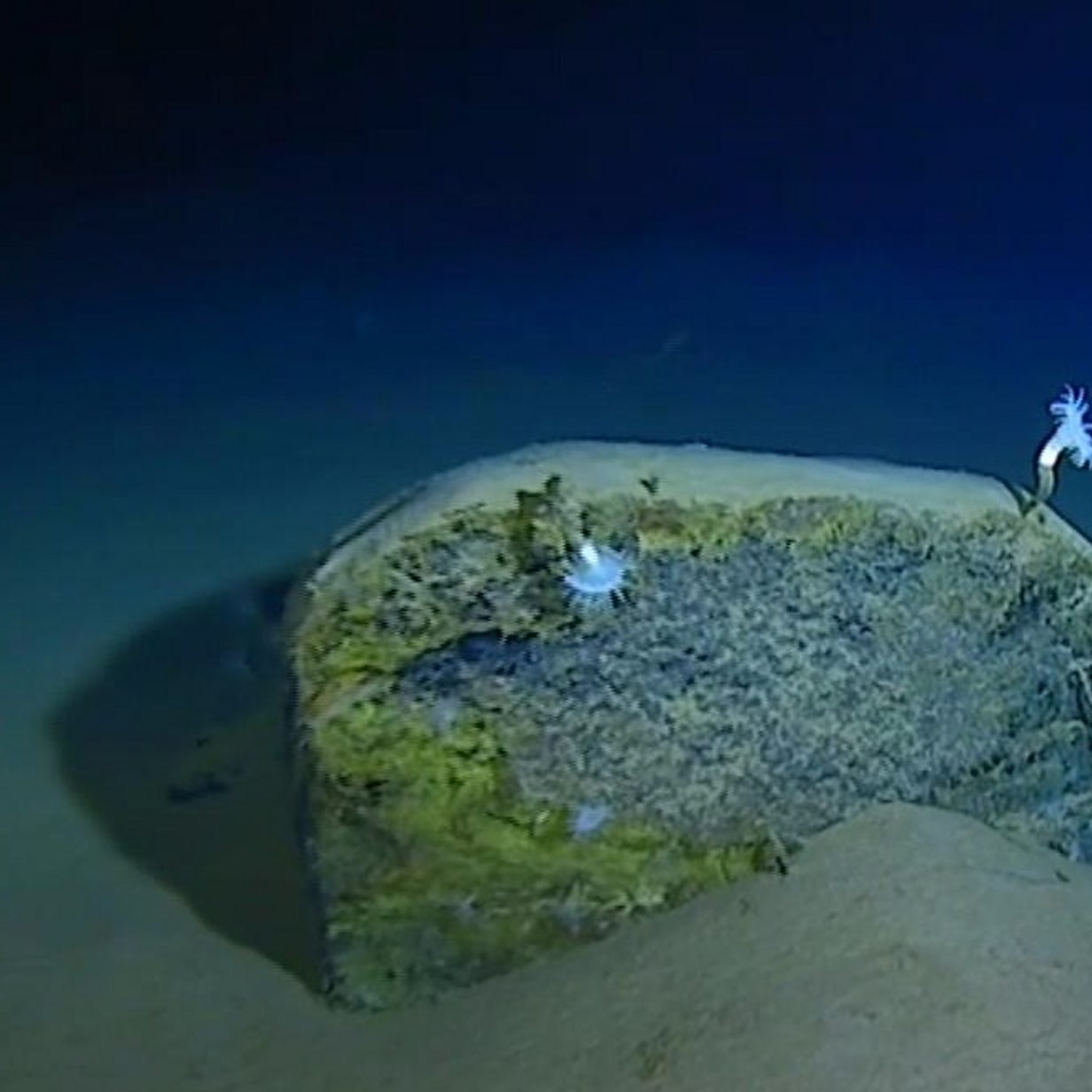 Giant volcanic pumice rock raft floating in Pacific ocean - BBC Newsround