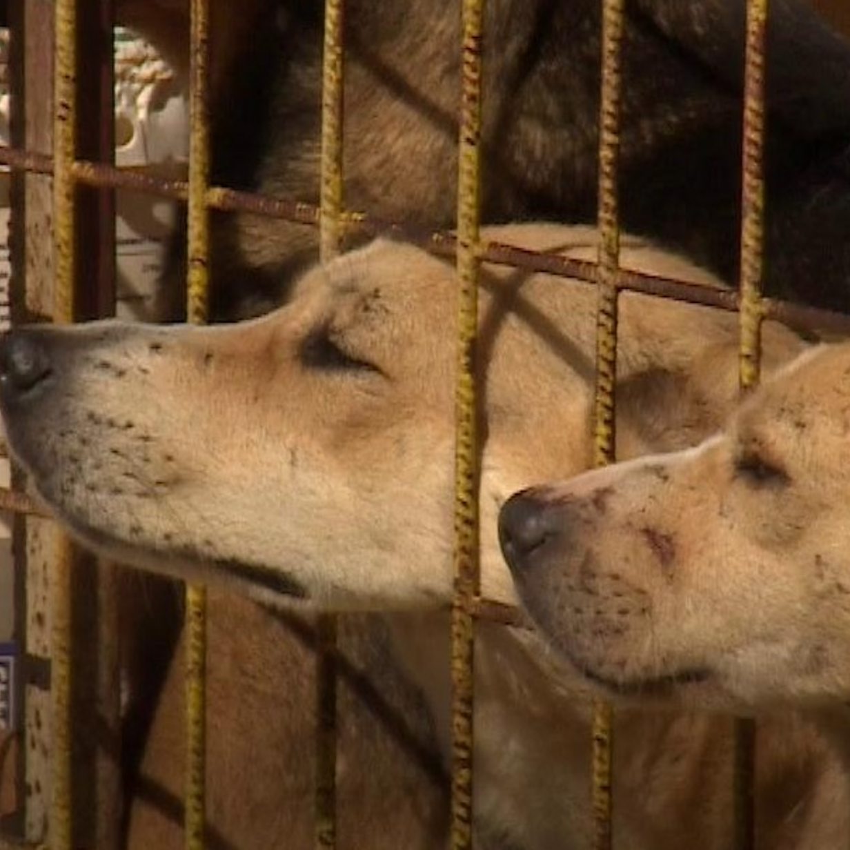do animal shelters kill dogs