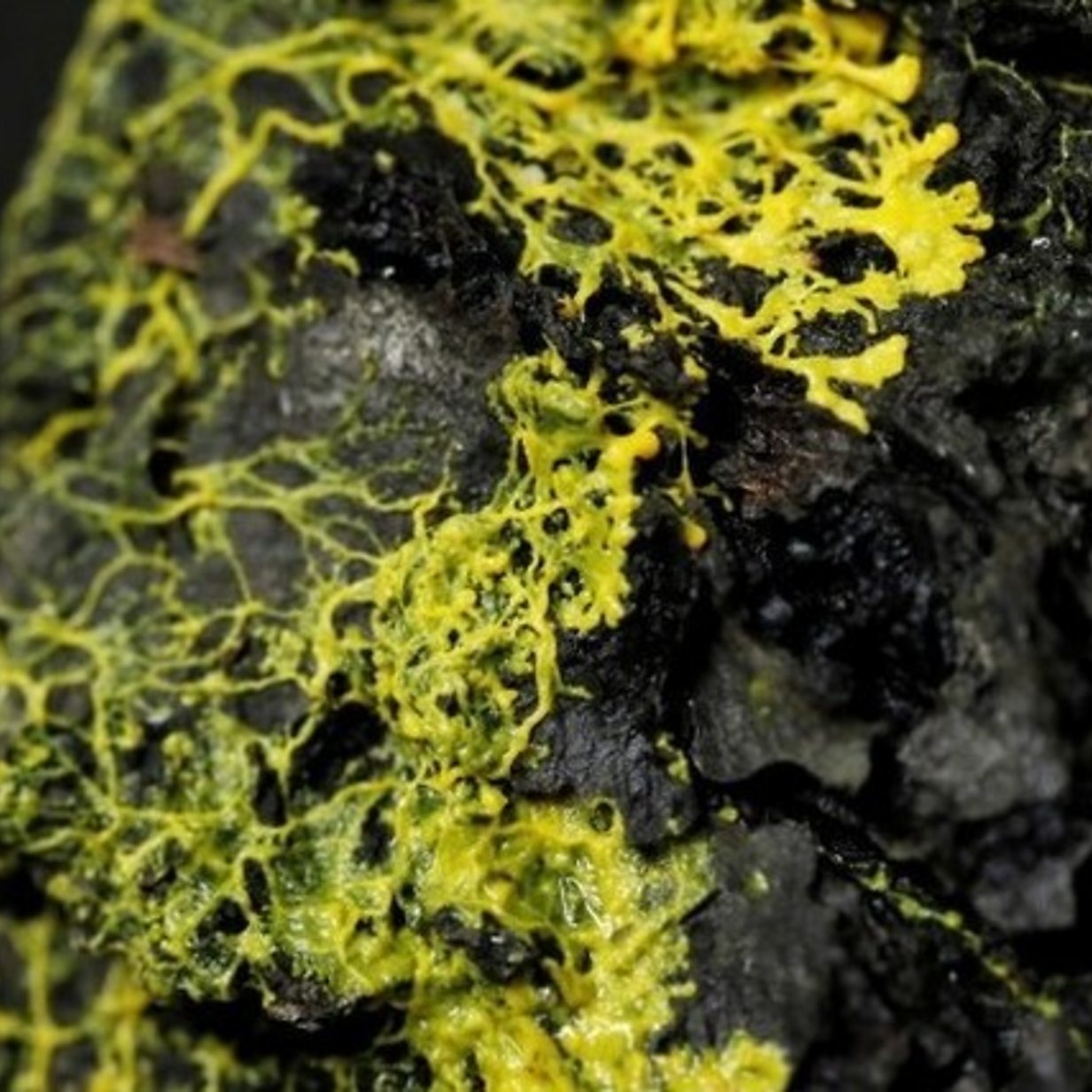 Why A Brainless Yellow Blob That Can Learn Is Mystifying Scientists Bbc News