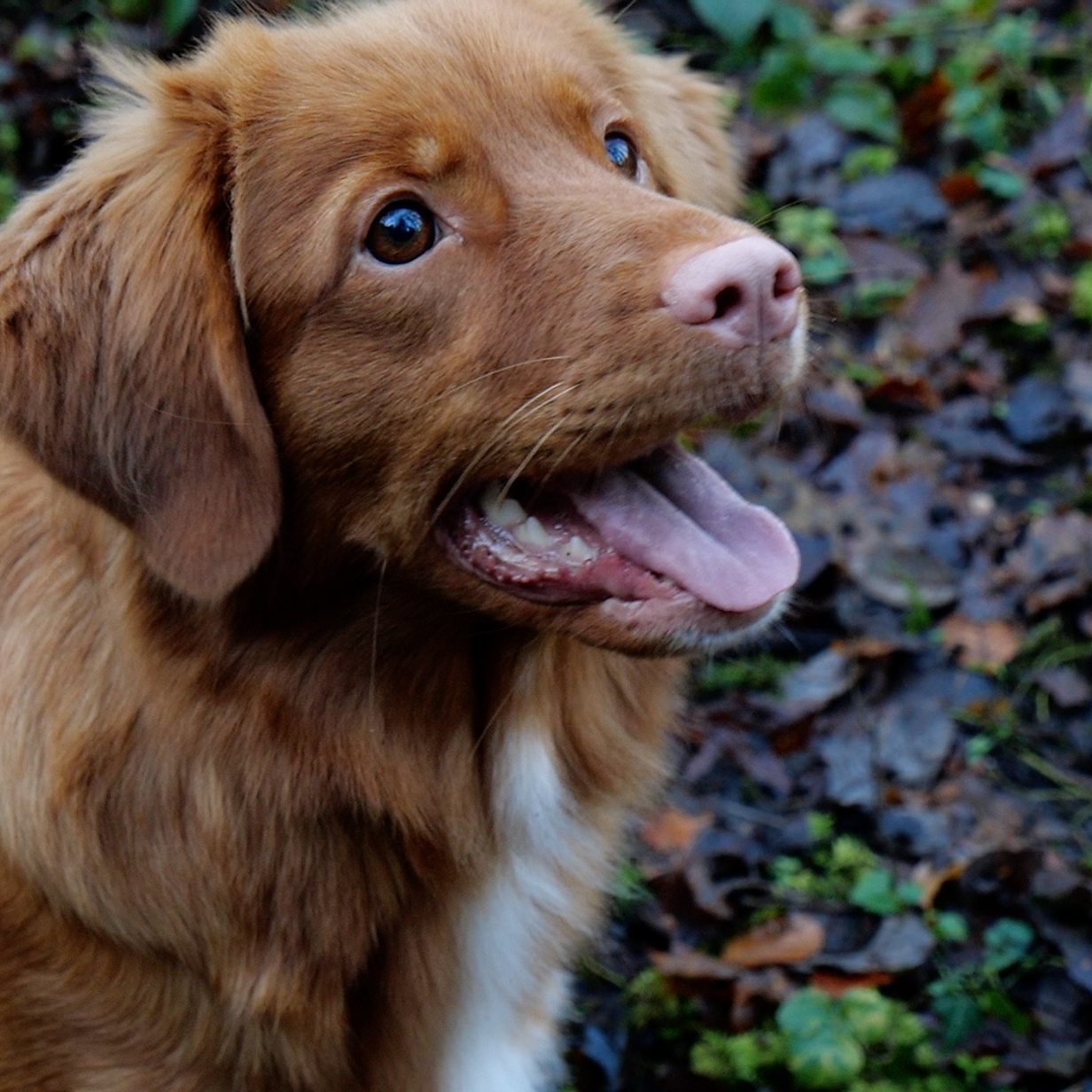 Rspca Lost Pets 2025 - Main Image