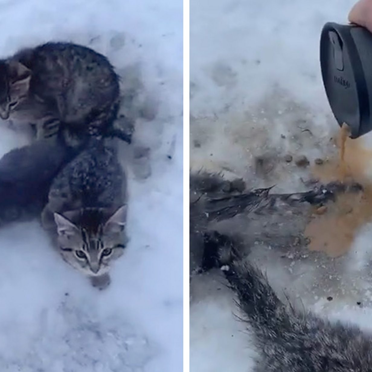 Man Uses Warm Coffee To Rescue Kittens Frozen To Ground Bbc News Man Uses Warm Coffee To Rescue Kittens Frozen To Ground Bbc News