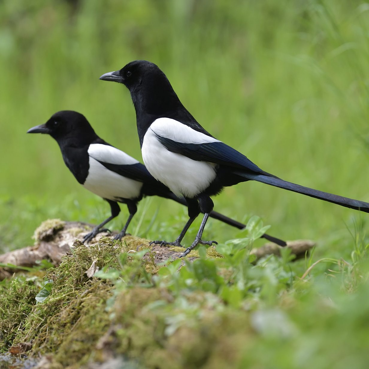 If I don't see two magpies, I get panic attacks' - BBC News