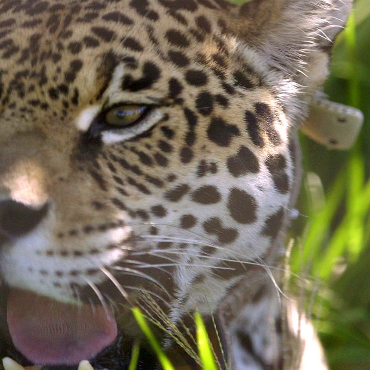 Bringing the Jaguar back to Argentina's wetlands - BBC News