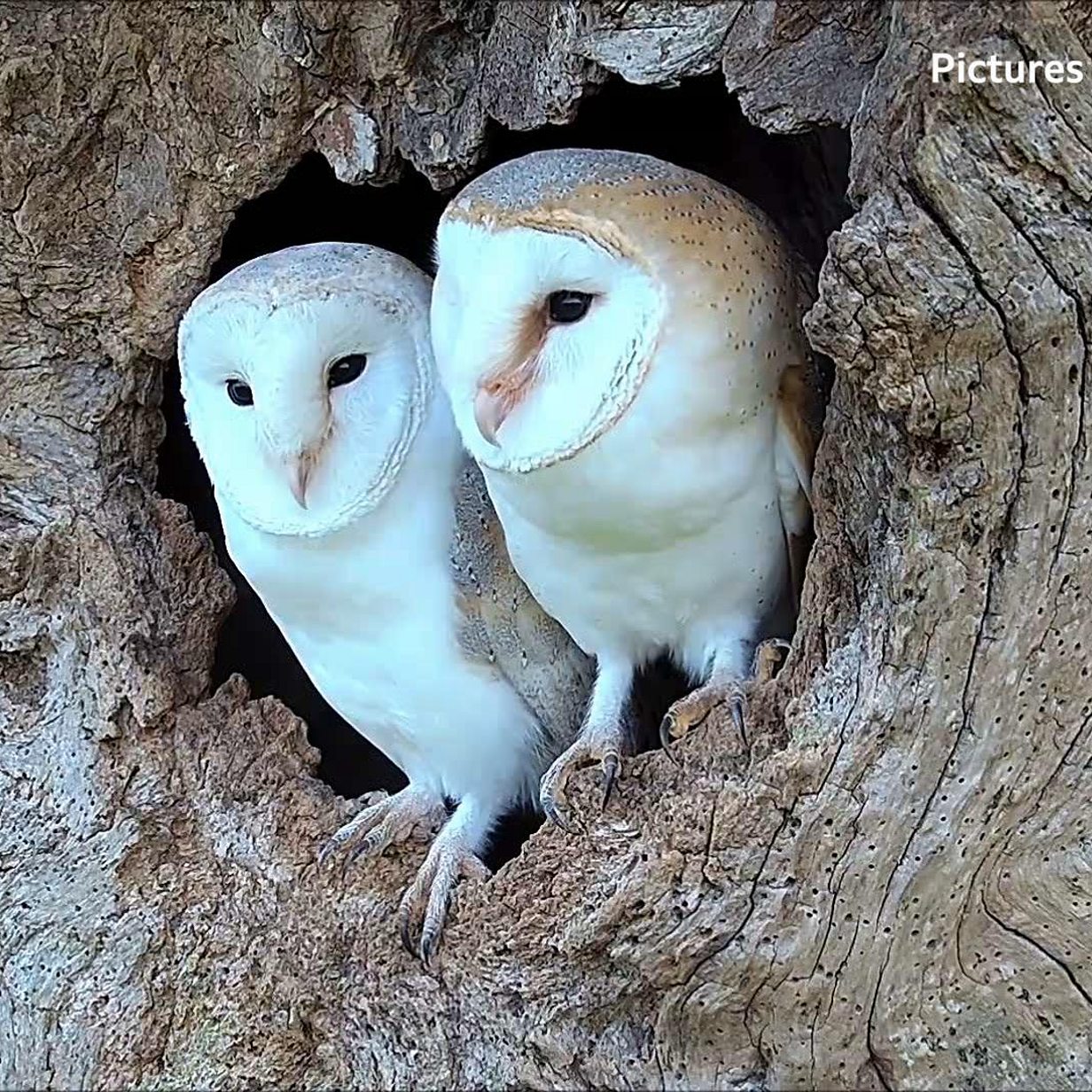 Rocky The Owl Back In The Wild After Rockefeller Christmas Tree Rescue In New York Bbc News