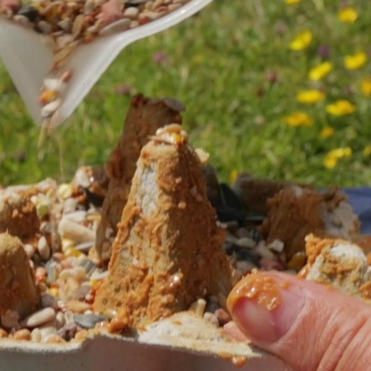 Springwatch: Make your own peanut butter bird feeder BBC Newsround