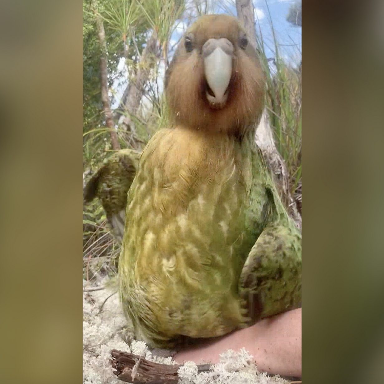 New Zealand crowns chubby cute parrot bird of the year - BBC News