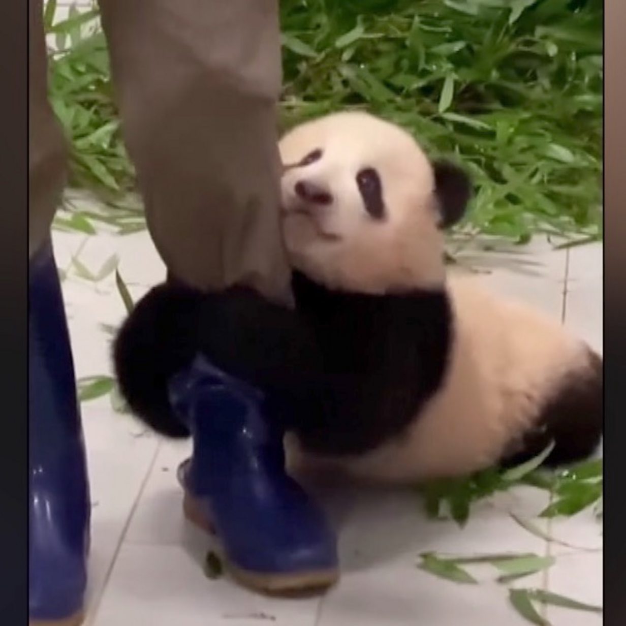 Giant panda cub Fu Bao clings on to zookeeper's leg in viral video ...