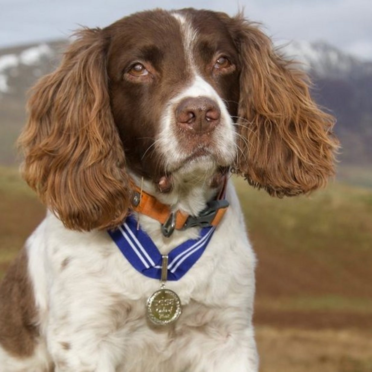 Meet The First Pet Getting The Animal Obe c News