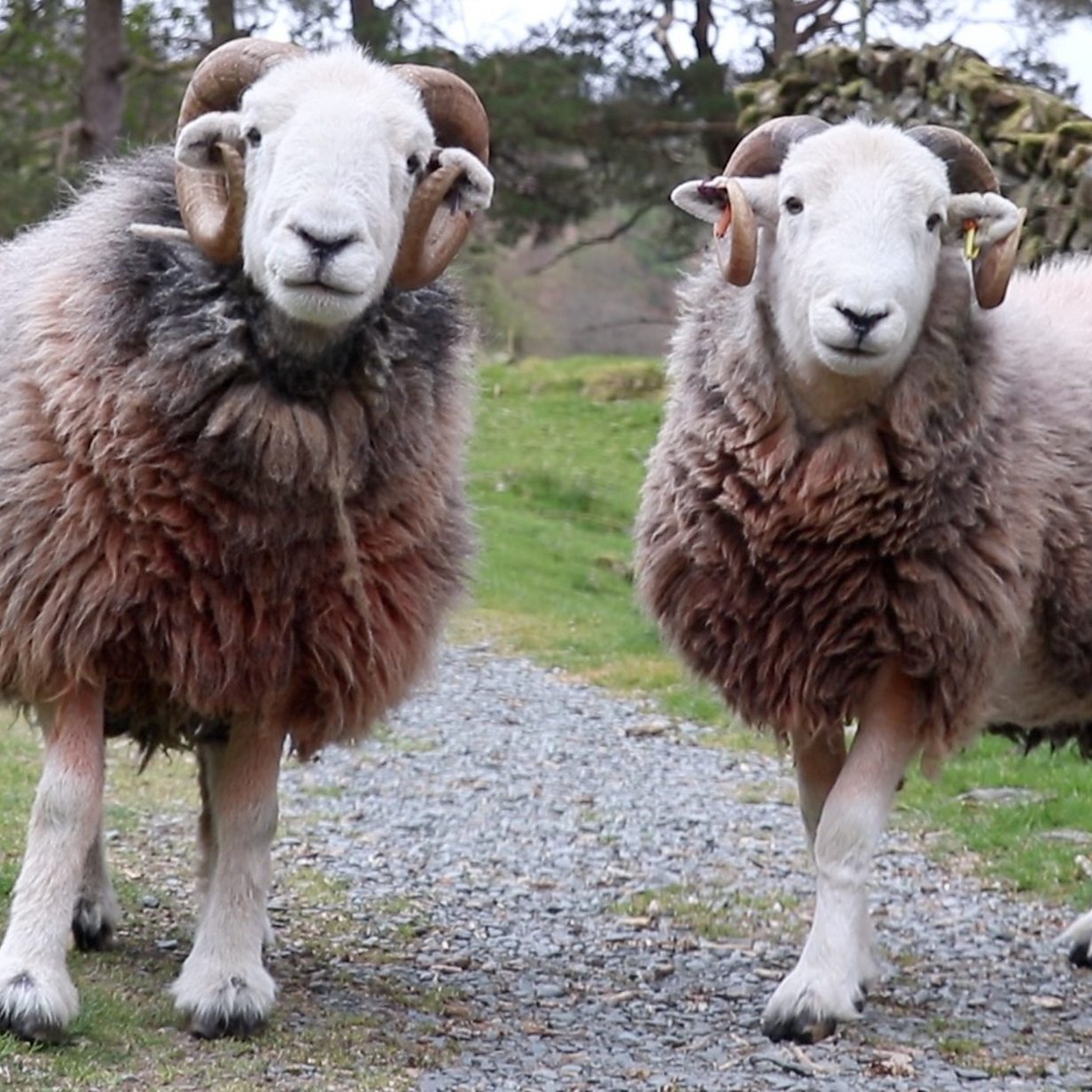 Herdwicks: What's so special about the Lake District's sheep? - BBC News