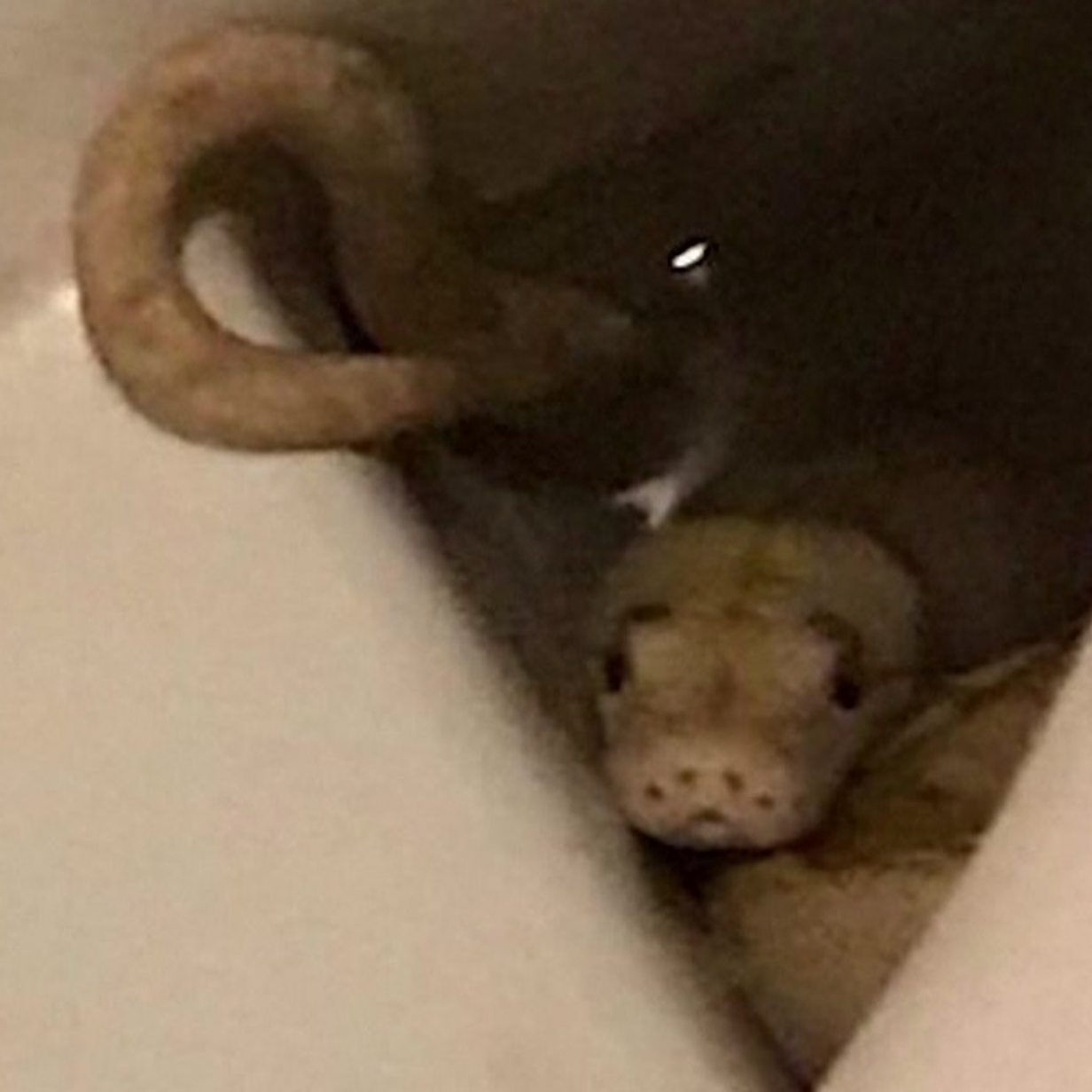Australian family finds python taking a shower in their bathroom