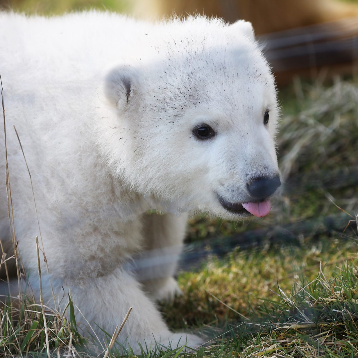 Meet Brodie Scotland s new polar bear cub