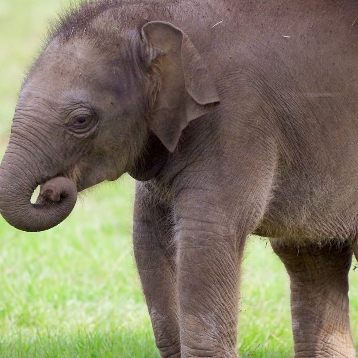 Whipsnade baby elephant named Queen as zoo patron tribute - BBC News
