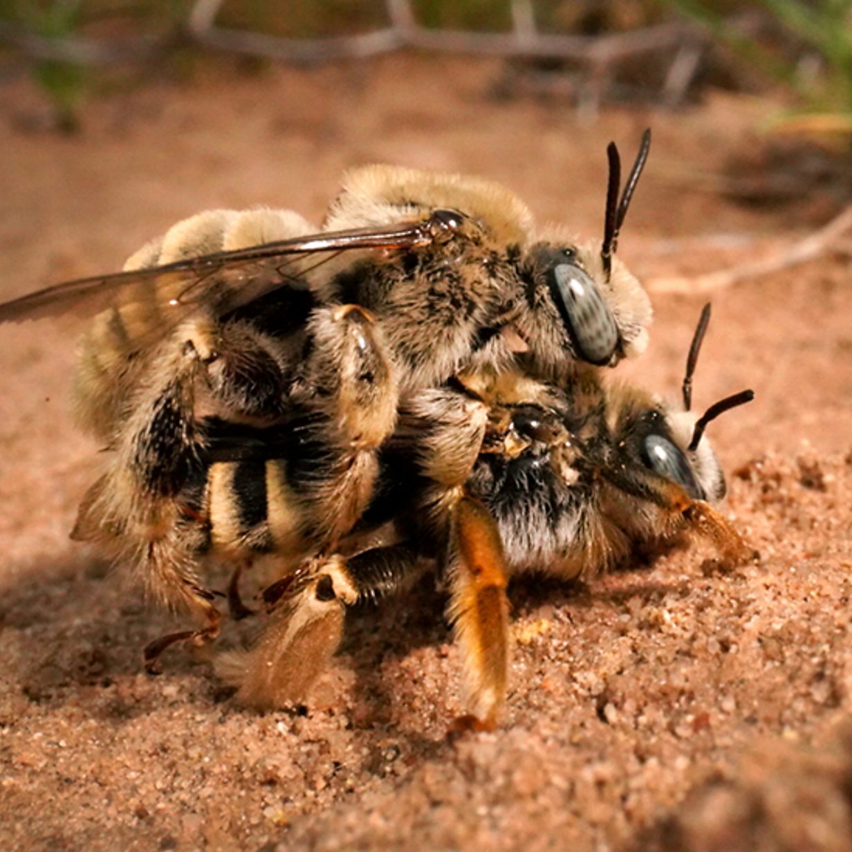 Wildlife Photographer of the Year: Nesting cactus bees