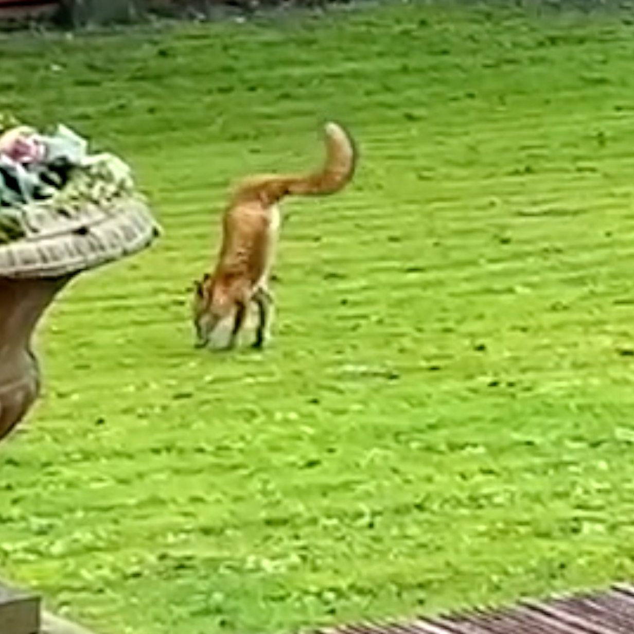 We've got a two-legged fox on the lawn' - BBC News