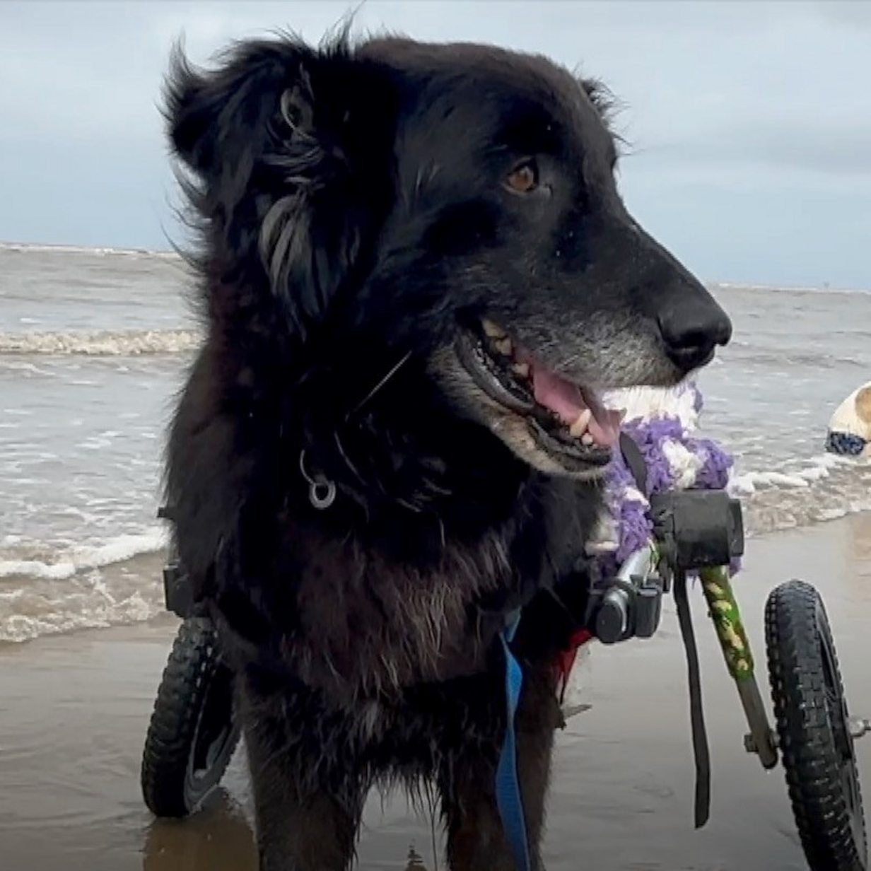 can you take dogs on formby beach