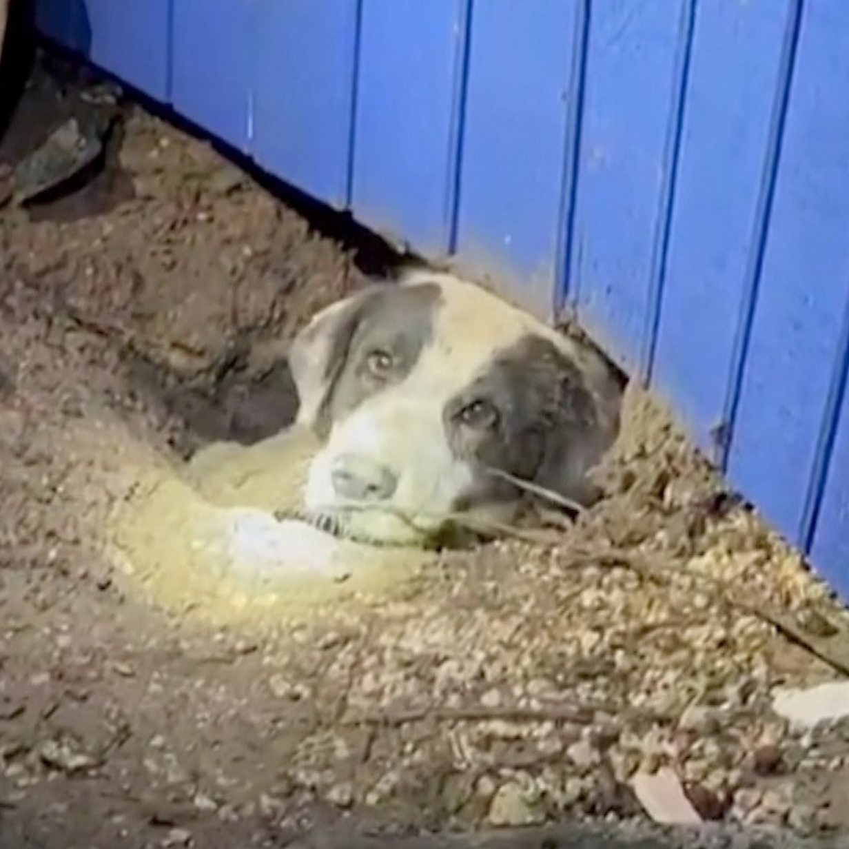 Video: The tornado that tore through Scandia, and the dog that