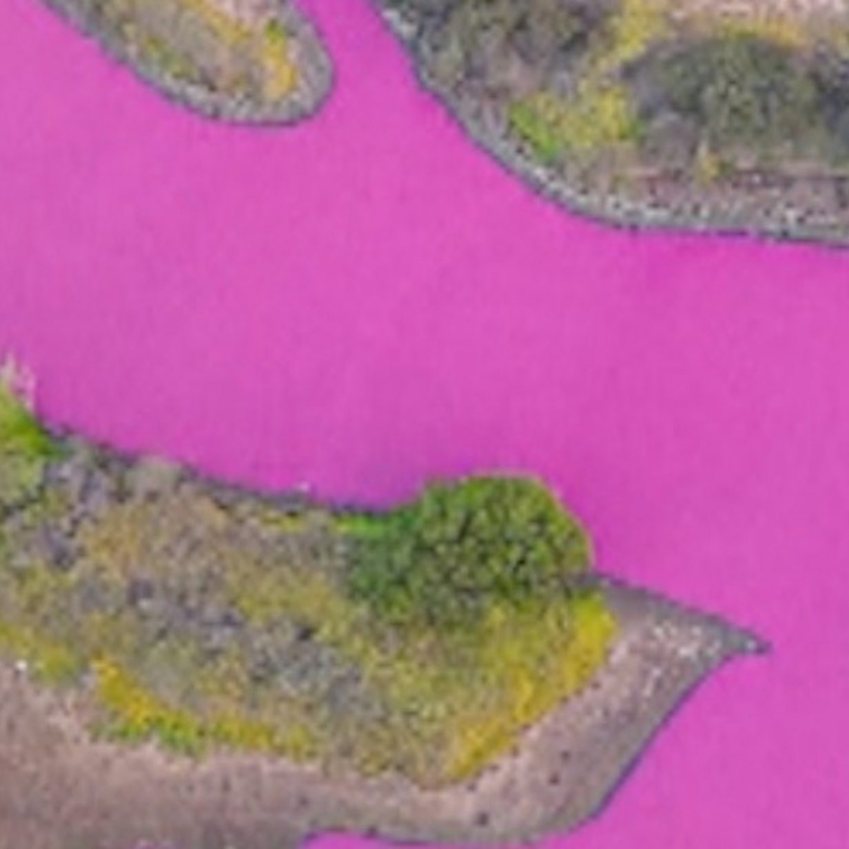 Hawaii wildlife refuge pond mysteriously turns bright pink