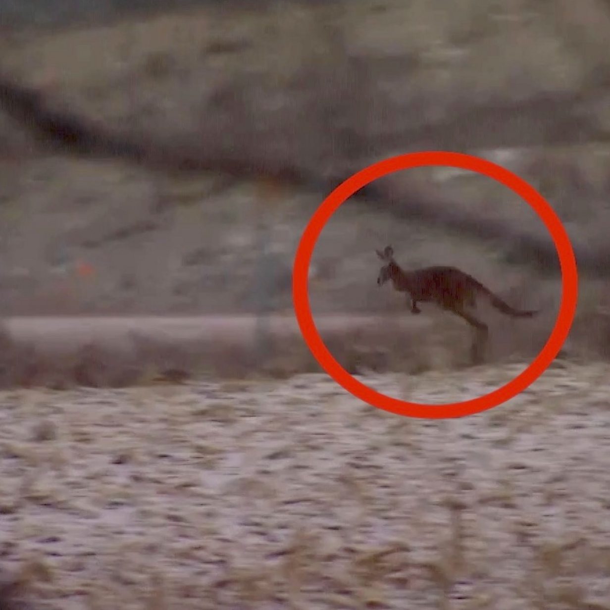 Escaped kangaroo caught in Canada after four-day search
