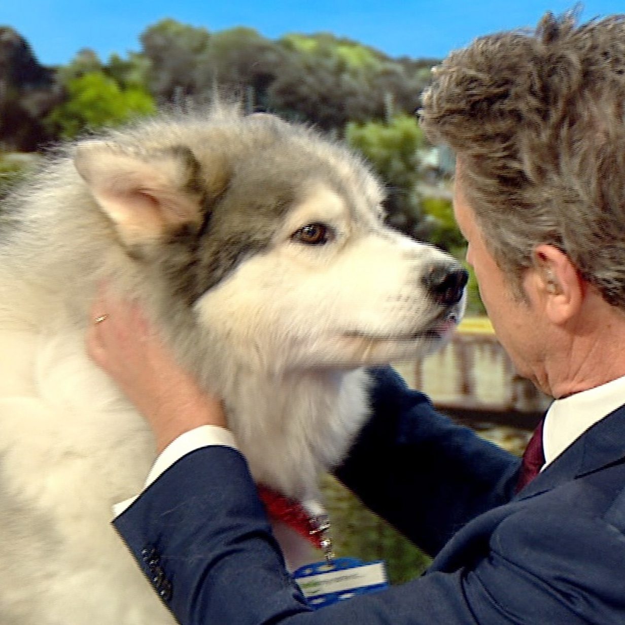 BBC presenter sniffs therapy husky dog