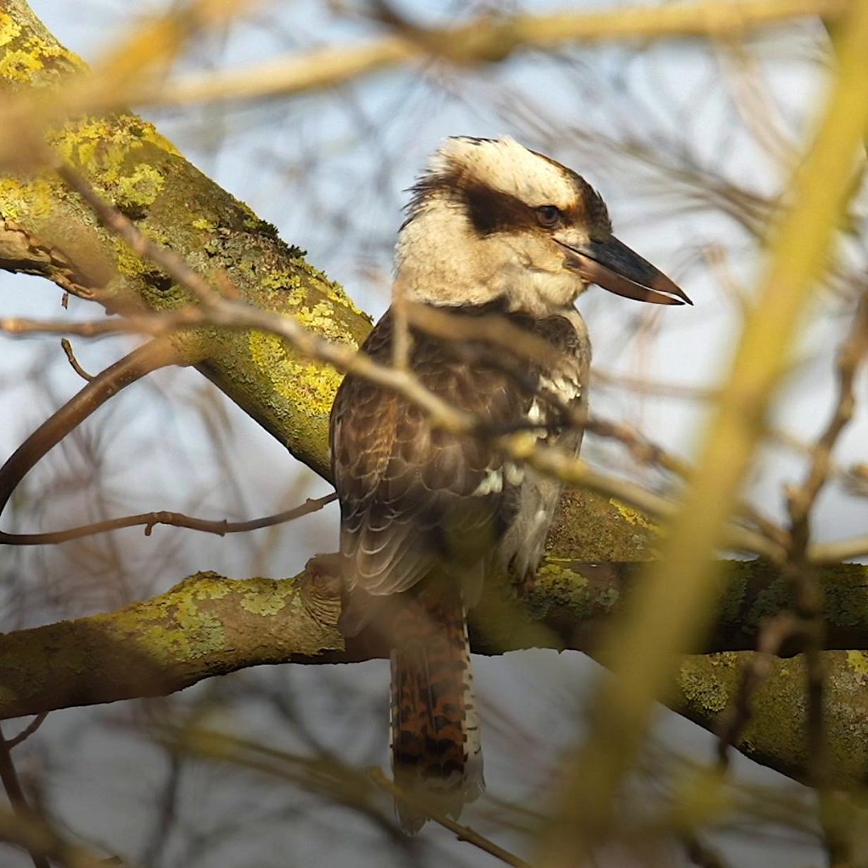 Kookaburra in Australia, tree, Australia, kookaburra, bird, HD wallpaper |  Peakpx